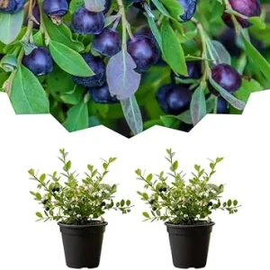 2 Black Huckleberry Live Plants, Well Rooted Huckleberries, 4'' Pot, Outdoor - Image 6