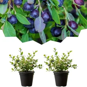 2 Black Huckleberry Live Plants, Well Rooted Huckleberries, 4'' Pot, Outdoor - Image 7