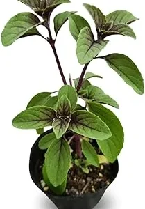 2 Blue African Basil Live Plants, Fragrant Herb, 4 to 6 Inches Long, Outdoor - Image 4