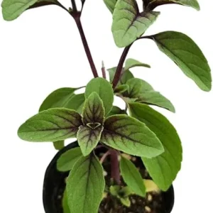 2 Blue African Basil Live Plants, Fragrant Herb, 4 to 6 Inches Long, Outdoor - Image 1