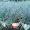 2 Blue Fescue Grass Live Plants – 5-9" Tall – Ornamental Grass for Outdoor - Image 1