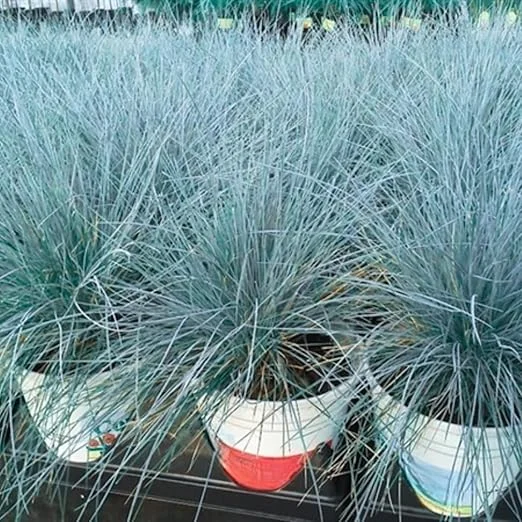 2 Blue Fescue Grass Live Plants – 5-9" Tall – Ornamental Grass for Outdoor - Image 1
