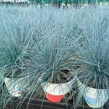 2 Blue Fescue Grass Live Plants – 5-9" Tall – Ornamental Grass for Outdoor - Image 2