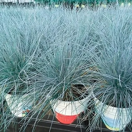 2 Blue Fescue Grass Live Plants – 5-9" Tall – Ornamental Grass for Outdoor - Image 7