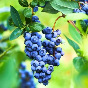 2 Blueberry Plants Live for Planting, Sweet Blueberry Bushes Live Plant, 5 to 12 Inch Height, Fruit Tree Live Blueberry Plant, Well-Rooted Plants (Blueray Blueberry) - Image 2