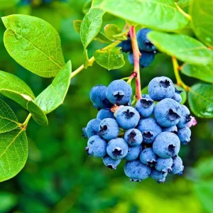 2 Blueberry Plants Live for Planting, Sweet Blueberry Bushes Live Plant, 5 to 10 Inch Height, Fruit Tree Live Blueberry Plant, No Pot (Assorted Blueberry) - Image 2