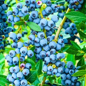 2 Blueberry Plants Live for Planting, Sweet Blueberry Bushes Live Plant, 5 to 12 Inch Height, Fruit Tree Live Blueberry Plant, Well-Rooted Plants (Blueray Blueberry) - Image 3