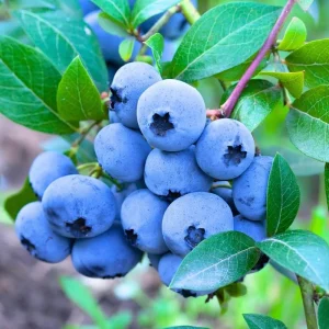 2 Blueberry Plants Live for Planting, Sweet Blueberry Bushes Live Plant, 5 to 12 Inch Height, Fruit Tree Live Blueberry Plant, Well-Rooted Plants (Blueray Blueberry) - Image 4