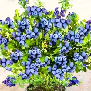 2 Blueberry Plants Live for Planting, Sweet Blueberry Bushes Live Plant, 5 to 10 Inch Height, Fruit Tree Live Blueberry Plant, No Pot (Assorted Blueberry) - Image 1