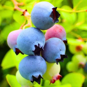 2 Blueberry Plants Live for Planting, Sweet Blueberry Bushes Live Plant, 5 to 10 Inch Height, Fruit Tree Live Blueberry Plant, No Pot (Assorted Blueberry) - Image 5
