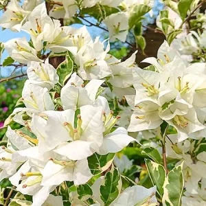2 Bougainvillea Plants - Variegated Bougainvillea Flower Plants Live in Garden - 4 to 5 Inches Height Rooted Bougainvillea Plants - Grow Well Outdoor - Image 5