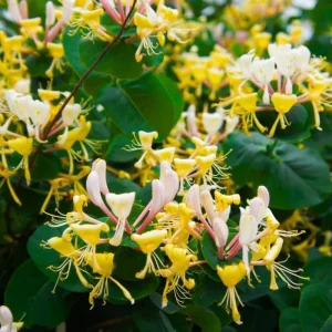 2 Coral Honeysuckle Live Plants, Fragrant Climbing Vine, 5-9