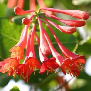 2 Coral Honeysuckle Live Plants, Fragrant Climbing Vine, 5-9
