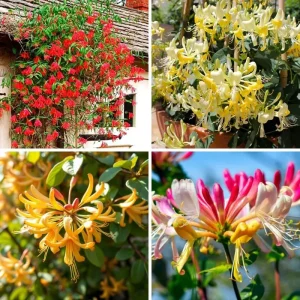 2 Coral Honeysuckle Live Plants, Fragrant Climbing Vine, 5-9