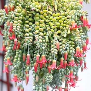 2 Cotyledon Pendens Live Succulents – Trailing Plants 2 Inch Pot – Indoor/Outdoor - Image 5