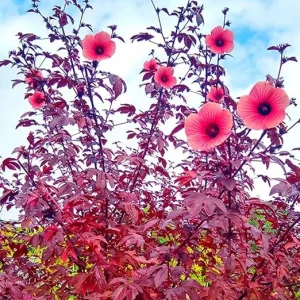 2 Cranberry Hibiscus Live Plants, 4-7 Inches Tall, Edible Leaves, Red Burgundy Foliage - Image 2