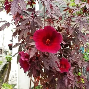 2 Cranberry Hibiscus Plants Live, 4-6 Inch Tall, Fragrant Red Flowers, Outdoor - Image 2