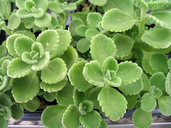 2 Cuban Oregano Live Plants - Mexican Mint - 5 to 7 Inches Tall - Perennial Herb - Image 4