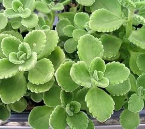 2 Cuban Oregano Live Plants - Mexican Mint - 5 to 7 Inches Tall - Perennial Herb - Image 7