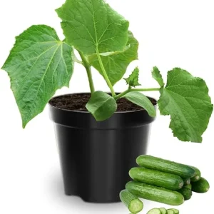 2 Cucumber Plants Live, 3-5 Inches Tall, 4 Inch Pot, Vegetable Gardening - Image 6