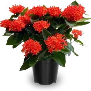 2 Dwarf Ixora Live Plants, Yellow Flowers, 4 Inch Tall Well Rooted, Outdoor - Image 1