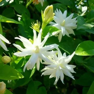 2 Fragrant Jasmine Live Plant Vines – White Flower, 3-5 Inch Tall Starter Plants - Image 5