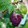 2 Glencoe Raspberry Live Plants - Thornless Purple Raspberry, 5-9 Inches Tall, Zones 4-8 - Image 1