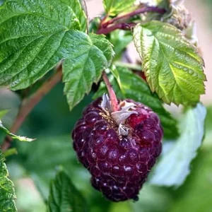 2 Glencoe Raspberry Live Plants - Thornless Purple Raspberry, 5-9 Inches Tall, Zones 4-8 - Image 3