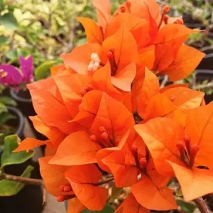 2 Gold Bougainvillea Live Plants, 4-6 Inch Tall Starter, Outdoor Shrub - Image 2