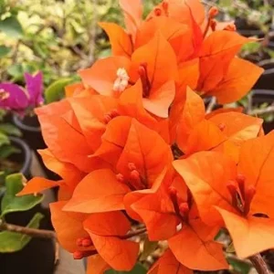 2 Gold Bougainvillea Live Plants, 4-6 Inch Tall Starter, Outdoor Shrub - Image 4