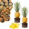2 Gold Pineapple Live Plants, 4-7 Inch Tall, Sweet Fruit, Indoor/Outdoor - Image 1