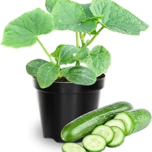 2 Green Cucumber Live Plants, 4 Inch Pot, 3-5 Inches Tall, Garden Starter Plants - Image 2