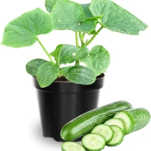 2 Green Cucumber Live Plants, 4 Inch Pot, 3-5 Inches Tall, Garden Starter Plants - Image 4