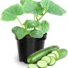 2 Green Cucumber Live Plants, 4 Inch Pot, 3-5 Inches Tall, Garden Starter Plants - Image 1