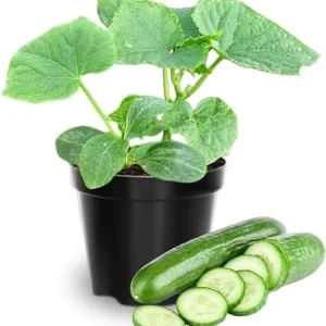 2 Green Cucumber Live Plants, 4 Inch Pot, 3-5 Inches Tall, Garden Starter Plants - Image 1