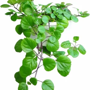 2 Green Swedish Ivy Live Plants - 2 Inch Pot - 5