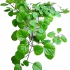 2 Green Swedish Ivy Live Plants - 2 Inch Pot - 5" Tall Indoor/Outdoor - Image 1