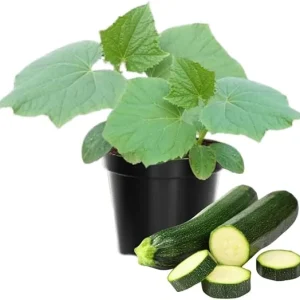 2 Green Zucchini Squash Live Plants - 4 Inch Pot Seedlings for Garden - Image 3