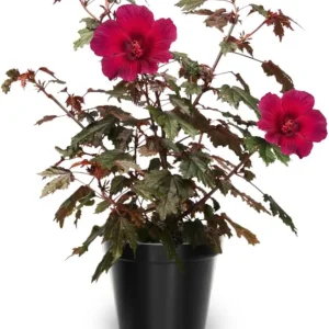 2 Hardy Hibiscus Plants Live - Double Red Hibiscus Flowers, 3-5 Inches Tall - Image 2