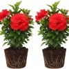 2 Hardy Hibiscus Plants Live - Double Red Hibiscus Flowers, 3-5 Inches Tall - Image 1
