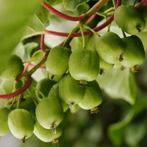 2 Hardy Kiwi Plants Live, 5-9