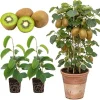 2 Hardy Kiwi Plants Live, Well-Rooted Starter Plants, 5-9" Tall, Zones 4-9 - Image 1