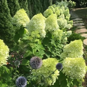 2 Hydrangea Live Plants - 1-2 Ft Tall Dormant Rooted Cuttings - Pink White - Image 2