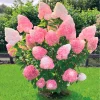 2 Hydrangea Live Plants, Pink White, Dormant Rooted Cuttings, 1-2ft Tall for Outdoor Landscaping - Image 1