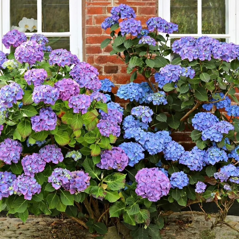 2 Hydrangea Live Rooted Cuttings, 8-12 inch, Blue to Pink Flowering Bush - Image 2