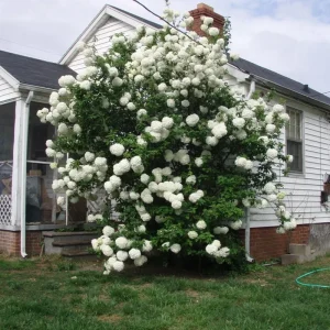 2 Hydrangea Live Rooted Cuttings, 8-12 inch, Blue to Pink Flowering Bush - Image 3
