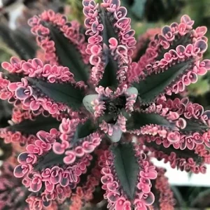 2 Kalanchoe Pink Butterfly Live Plants, 2 Inch Pot, Pink Succulent - Image 7