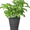2 Large Leaf Basil Live Plants, 4-inch Pot, Outdoor Garden Herb - Image 1