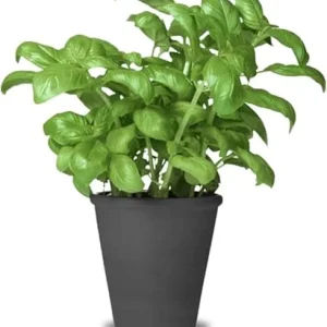 2 Large Leaf Basil Live Plants, 4-inch Pot, Outdoor Garden Herb - Image 1