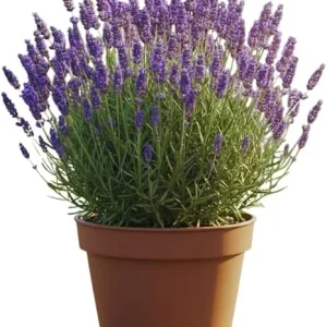 2 Lavender Live Plants – Fragrant Perennial Herb – 3 Inch Pot – Outdoor - Image 5